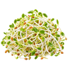 Alfalfa